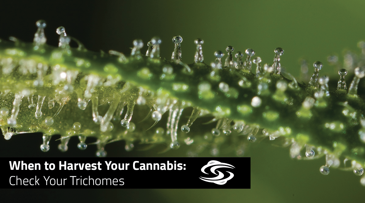 When to Harvest Your Cannabis: Check Your Trichomes